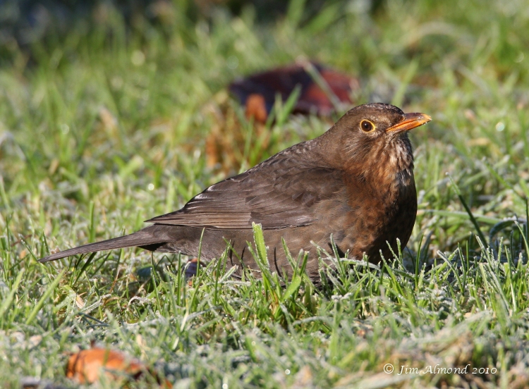 Blackbird female with berry Stokesay churchyard 3 1 09 IMG_0541